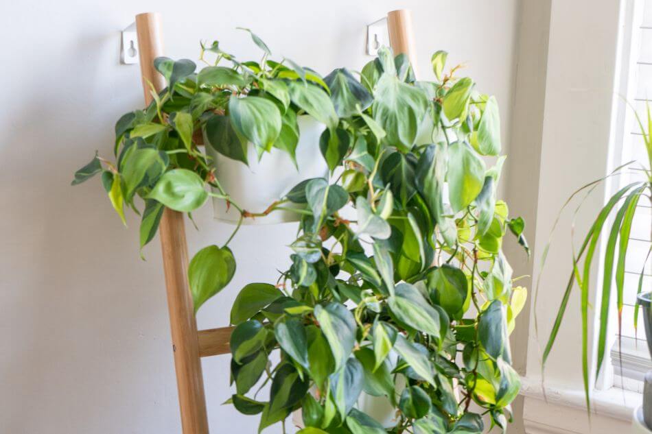 Philodendron