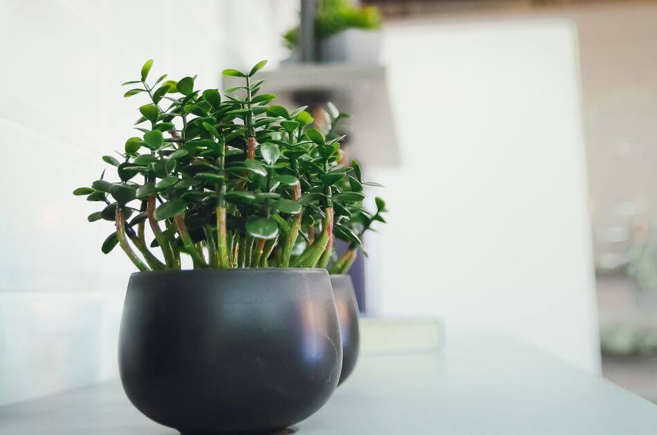 Plante de Jade