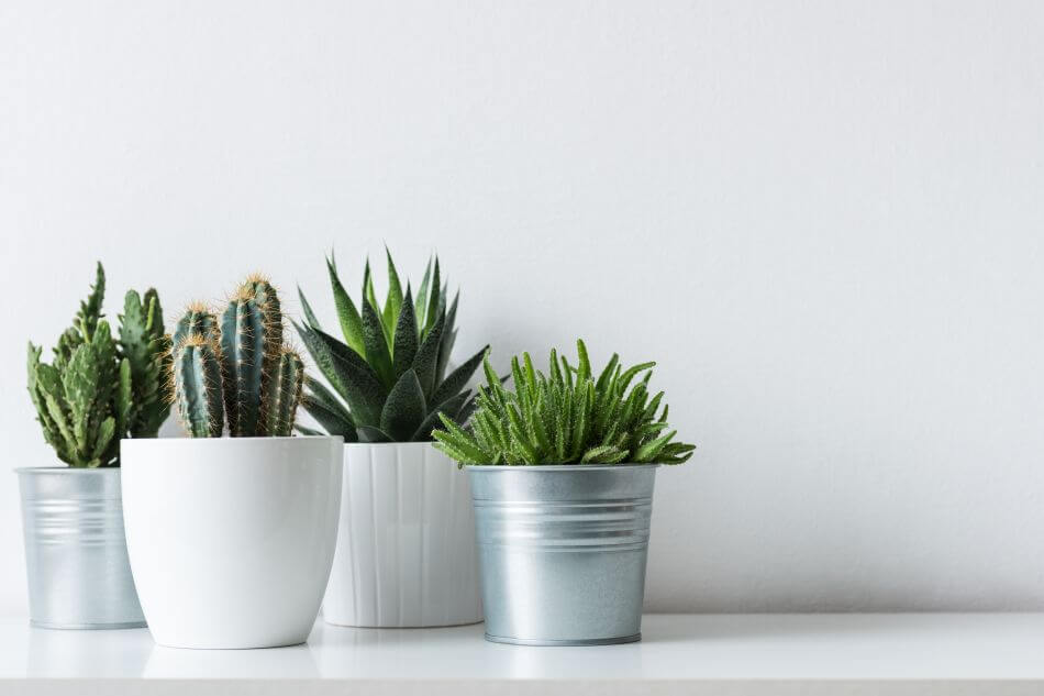 Pour un bon Feng Shui, ne mettez pas ces plantes dans le salon