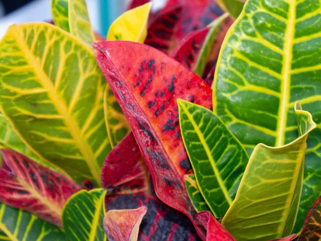 Comment cultiver des plantes de Croton à la maison