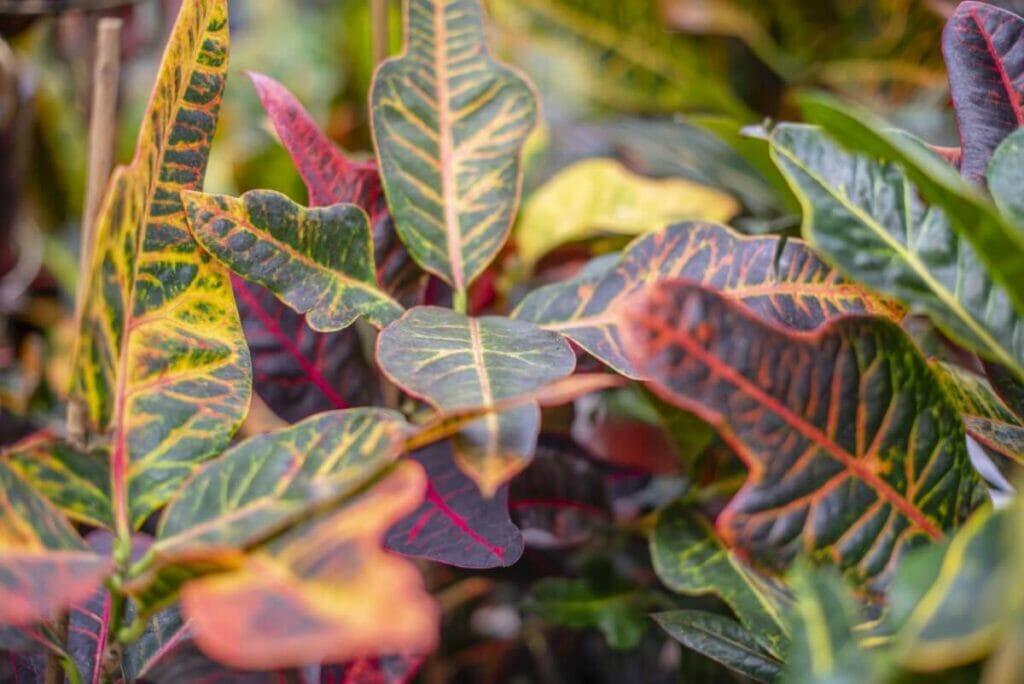 A propos des plantes de Croton