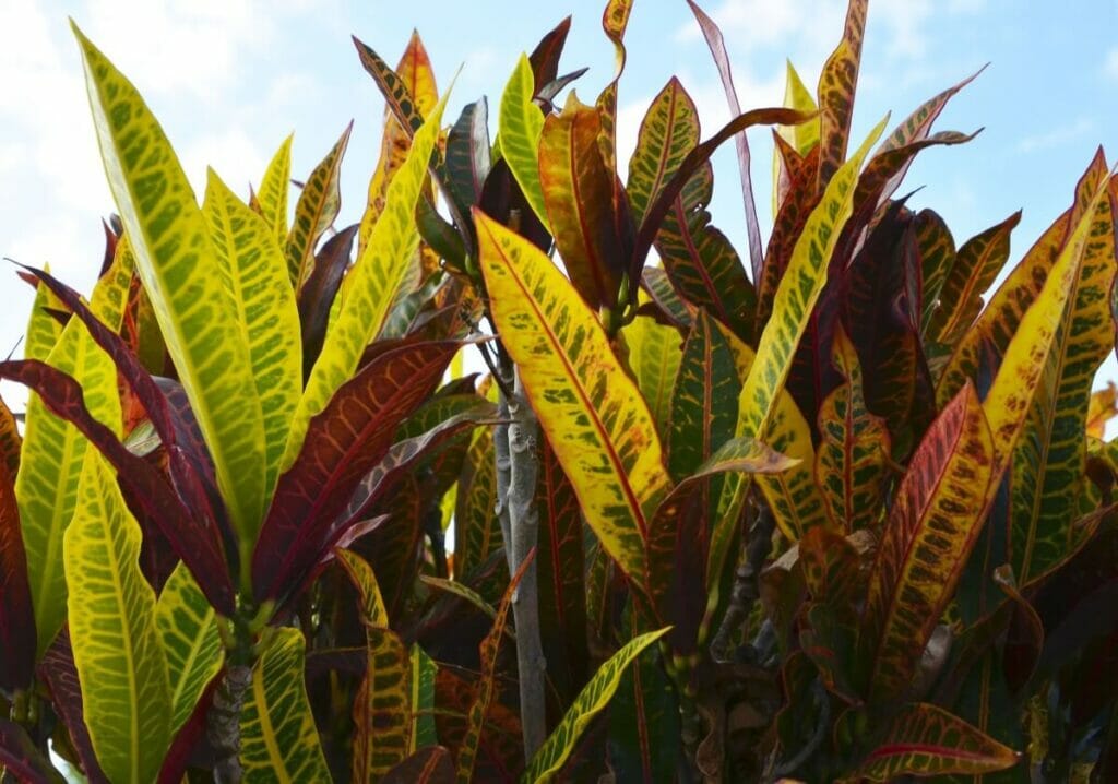 Utilisations et avantages