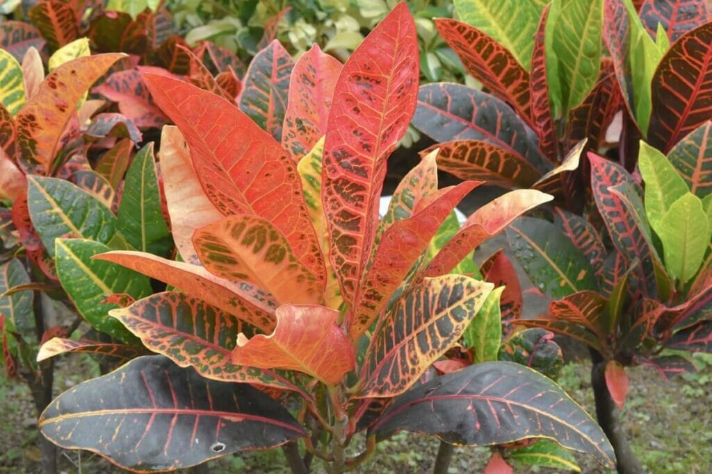 Comment prendre soin d'un Croton à la maison