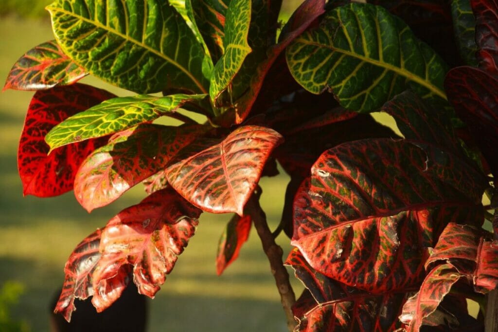 Problèmes communs aux plantes de croton et comment les traiter