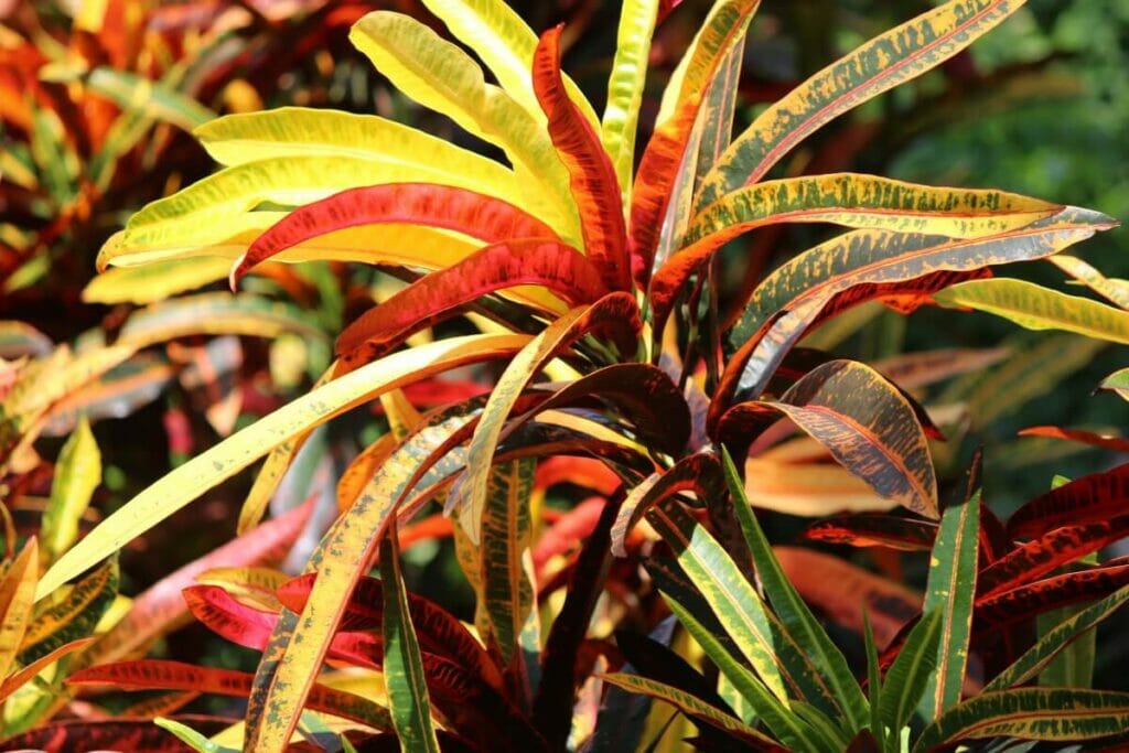 Comment, quand et pourquoi fertiliser votre plante Croton