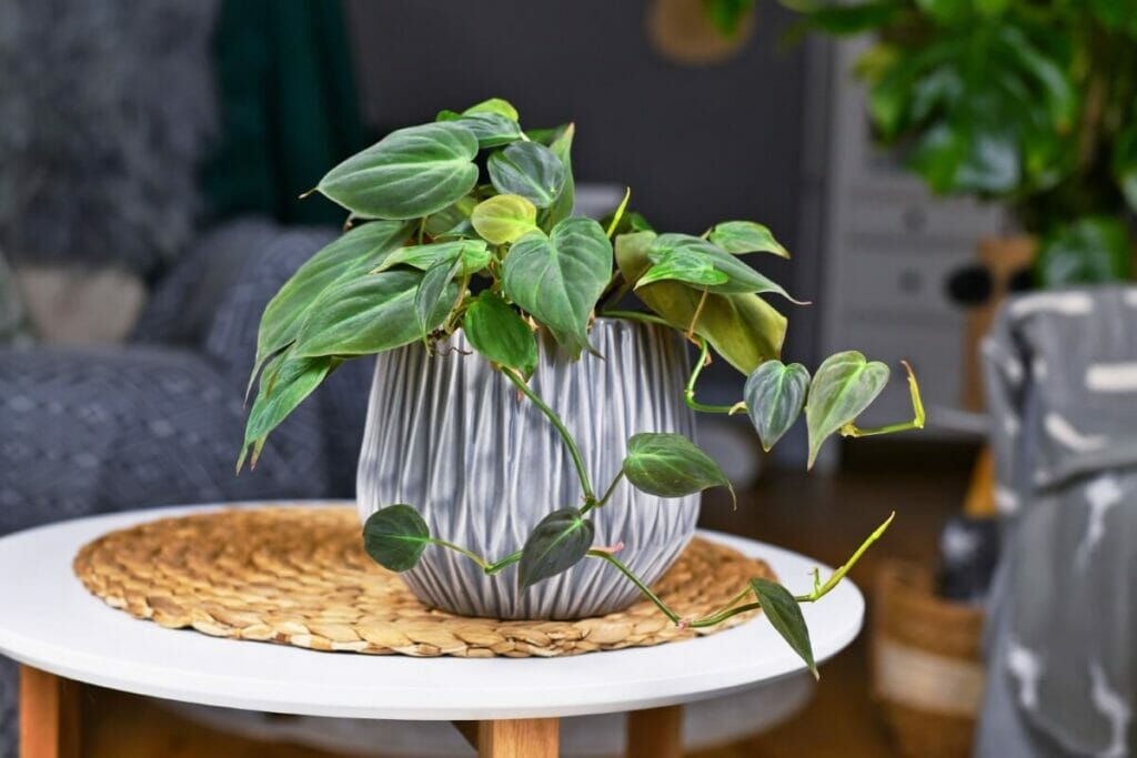 Philodendron Micans Problèmes communs et comment les traiter