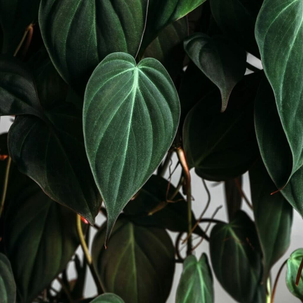 Comment prendre soin du Philodendron Micans à la maison
