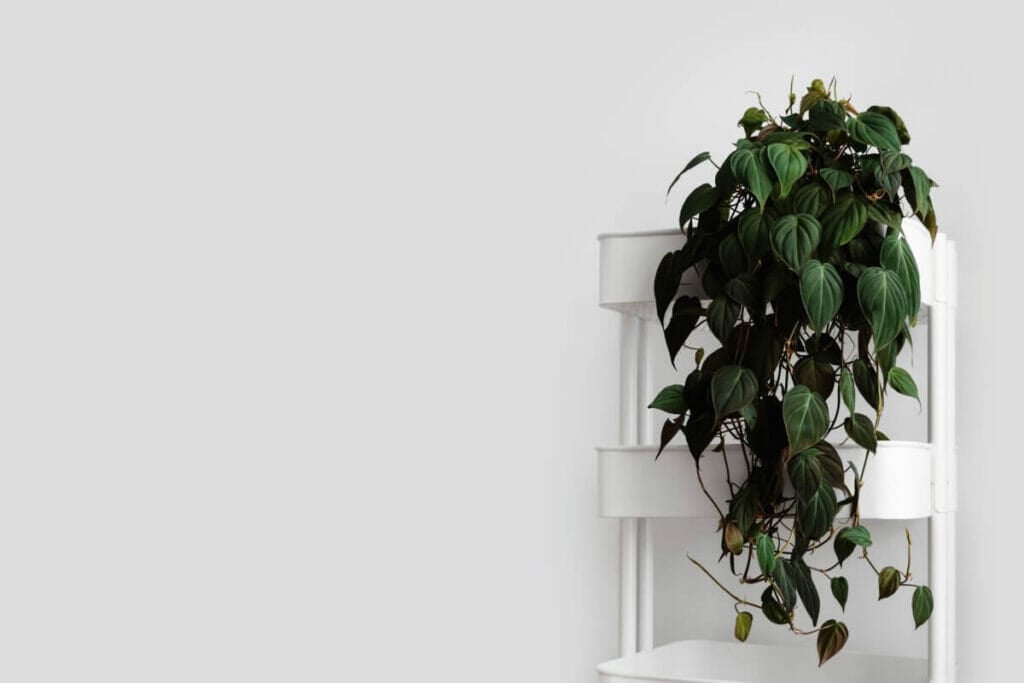 A propos de Philodendron Micans