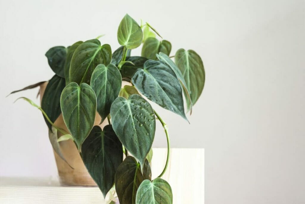 Comment cultiver le Philodendron Micans à la maison