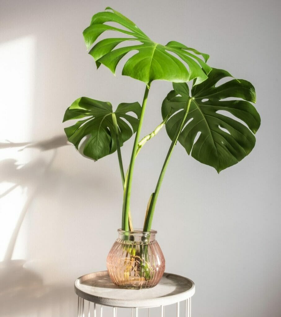 Propagation de la plante Monstera deliciosa dans l'eau