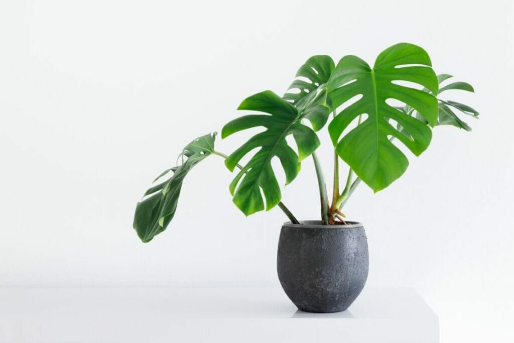 Pourquoi propager une plante Monstera deliciosa ?