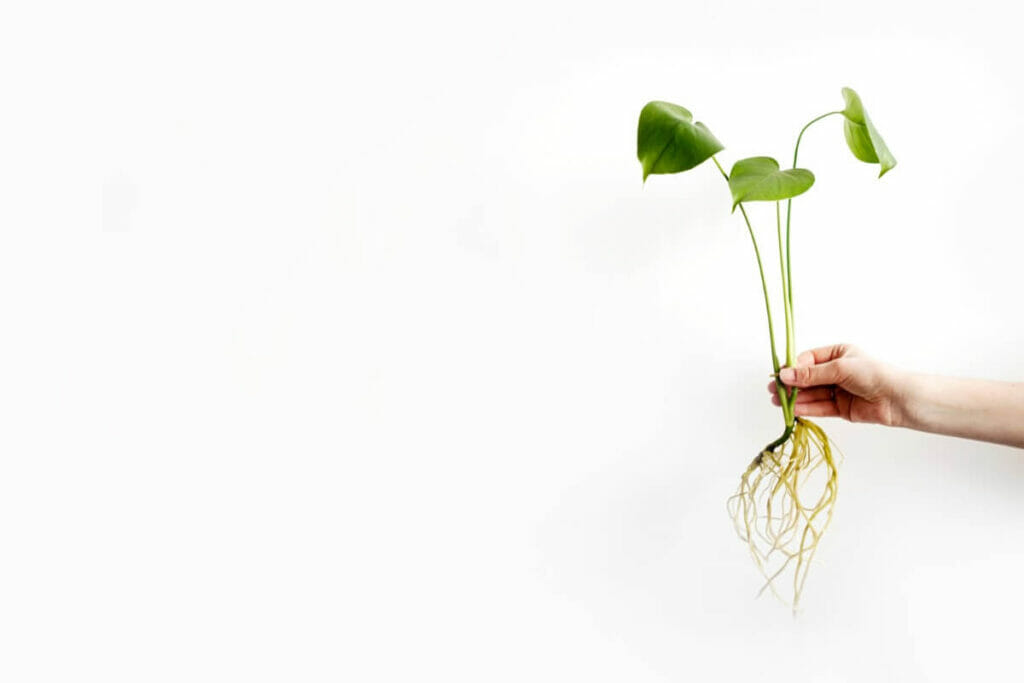 Considérations clés pour la multiplication d'une plante Monstera deliciosa