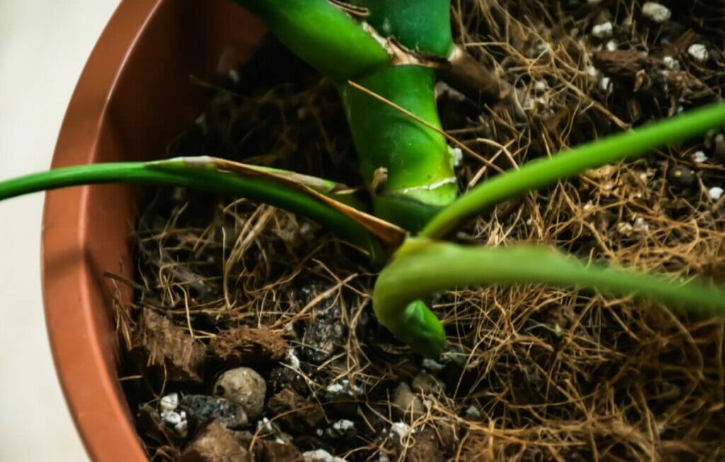 Propagation de la plante Monstera deliciosa dans le sol