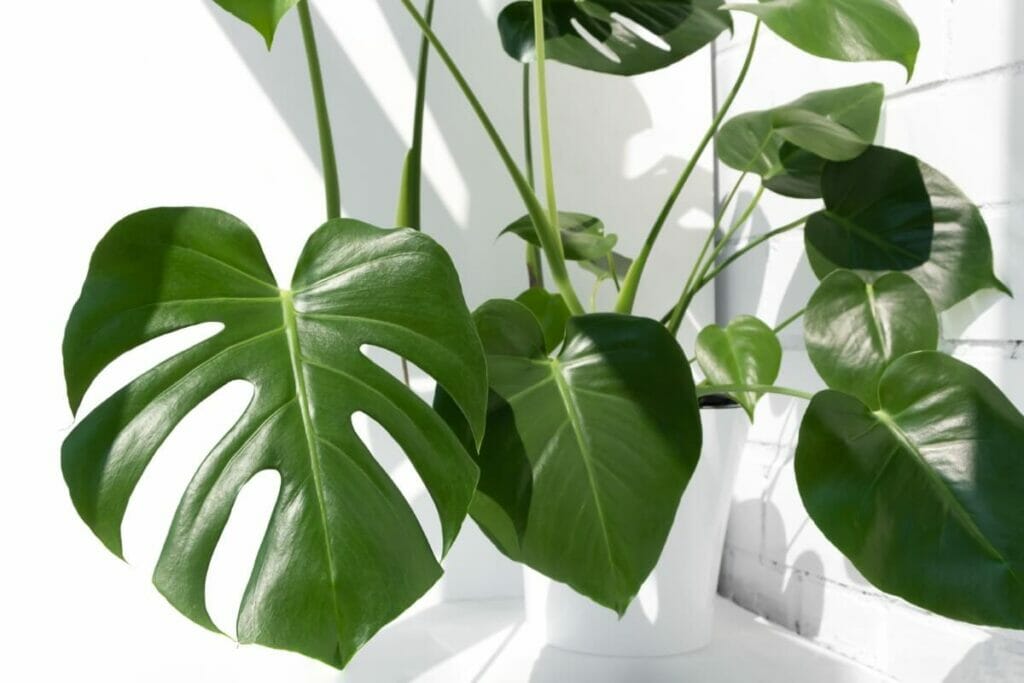 Soins post-propagation et conseils pour une propagation réussie