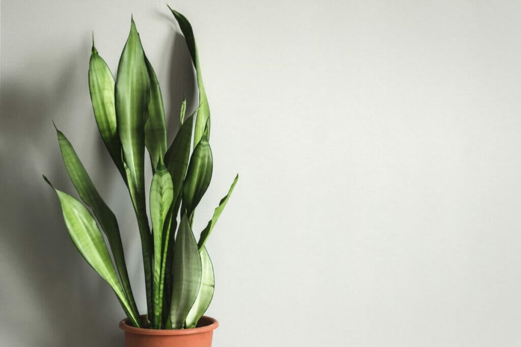 Les bienfaits des plantes serpents