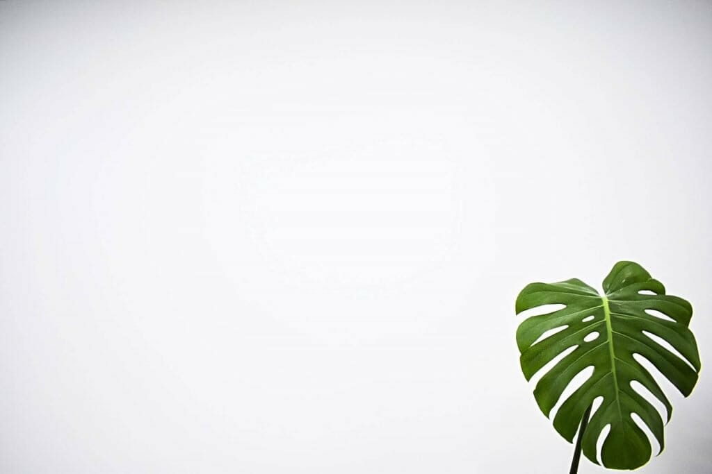 Quand ne pas arroser les plantes de monstera