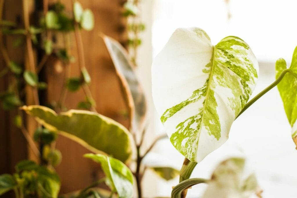 Arrosage des plantes de monstera Considérations sur la lumière