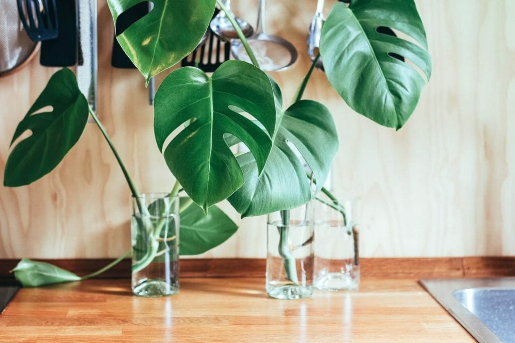 Arrosage des plants de monsteras propagés