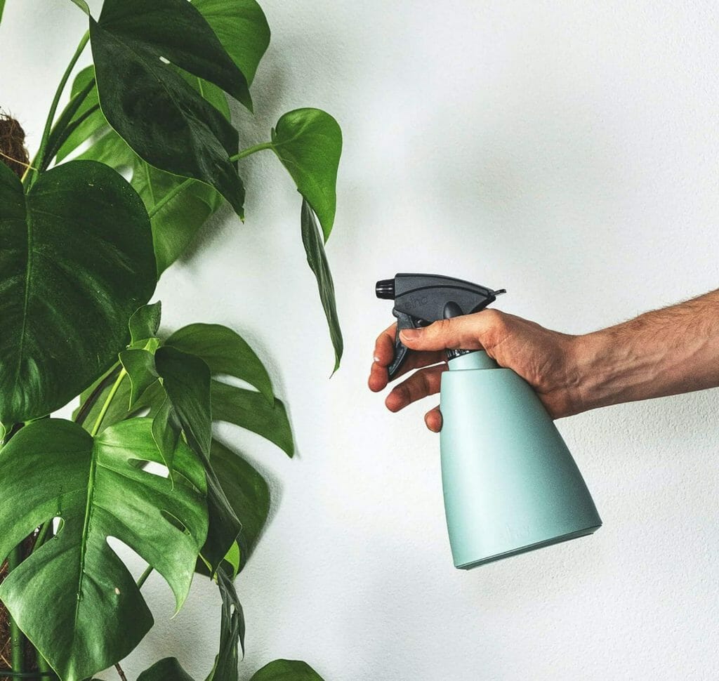 Pulvérisation d'eau pour les plantes de monstera