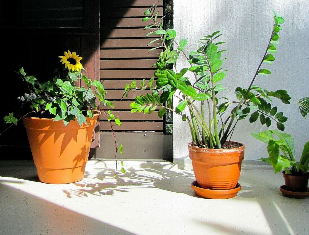 Plantes ZZ dans une pièce très ensoleillée et indirecte