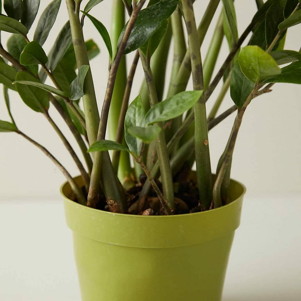 Comment rempoter une plante ZZ