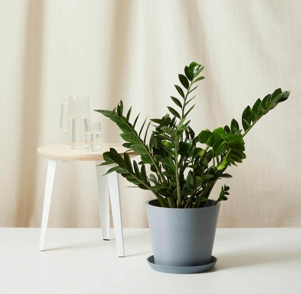 Plante ZZ dans un pot élégant
