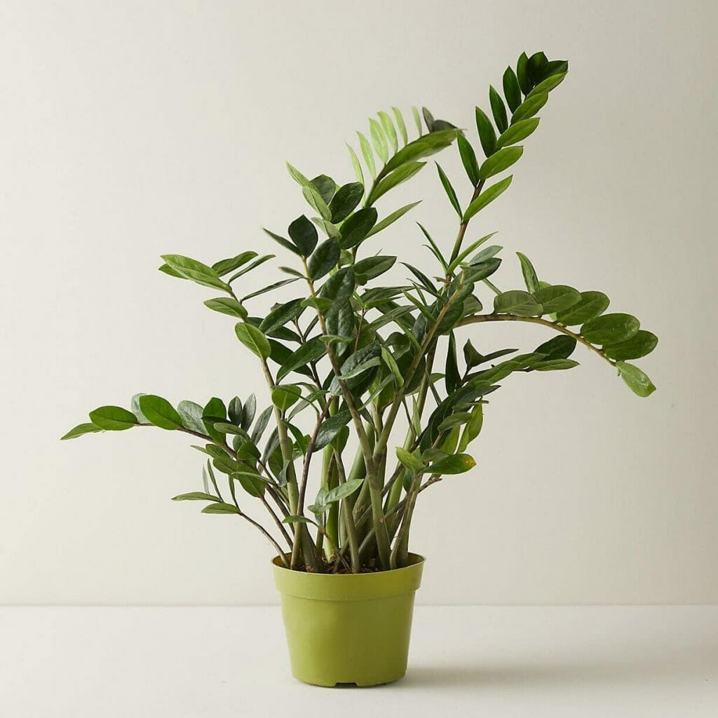 Plante ZZ dans un pot vert brillant