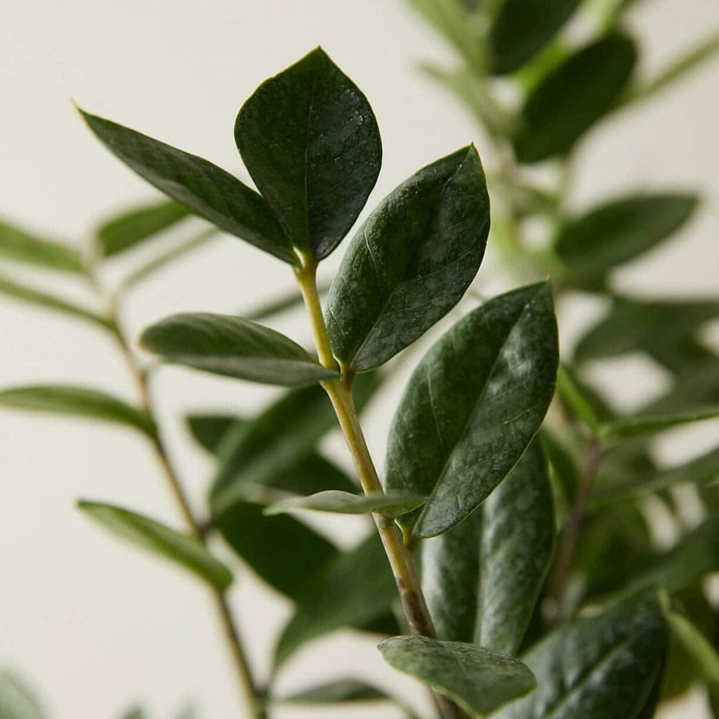 ZZ Plant Pest and Disease Considerations Terrain