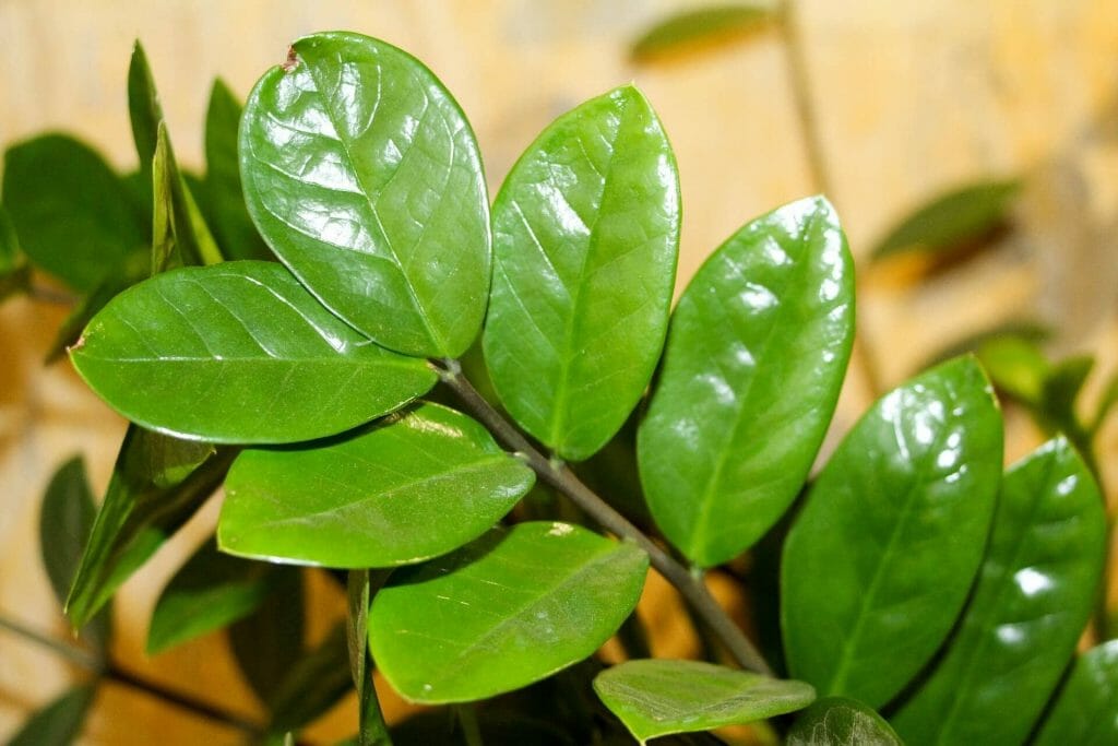 Problèmes courants de la plante ZZ et comment les traiter