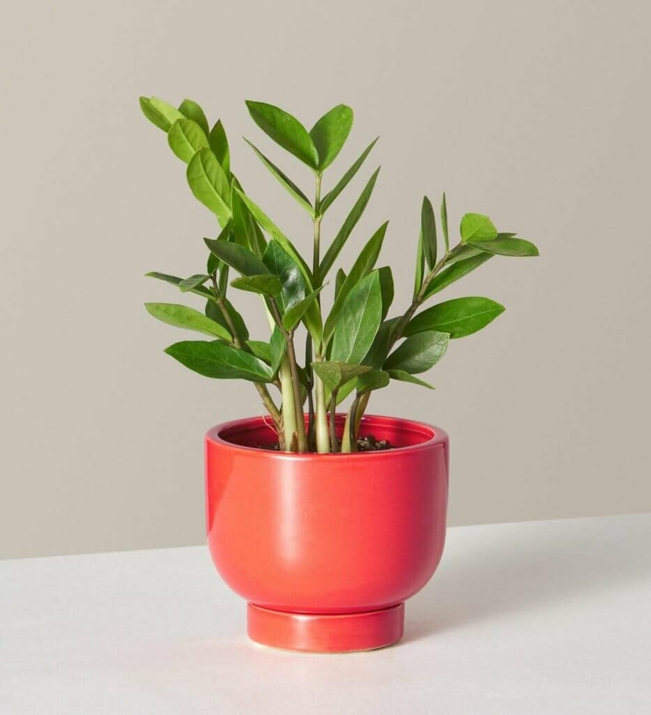 Une jeune plante ZZ dans un pot rouge