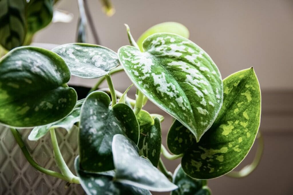 Quand arroser les plantes Pothos ?