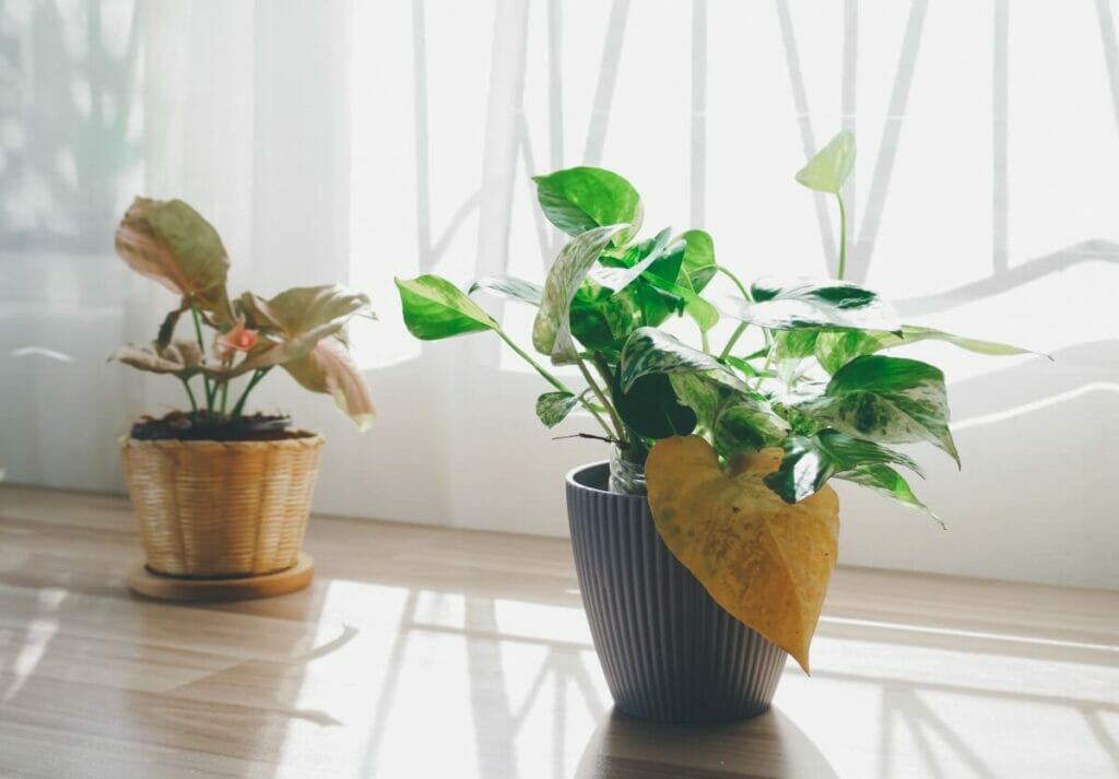 Signes d'un arrosage excessif de votre plante Pothos