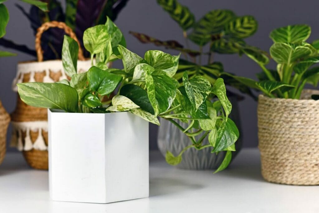A quelle fréquence les plantes Pothos ont-elles besoin d'être arrosées ?