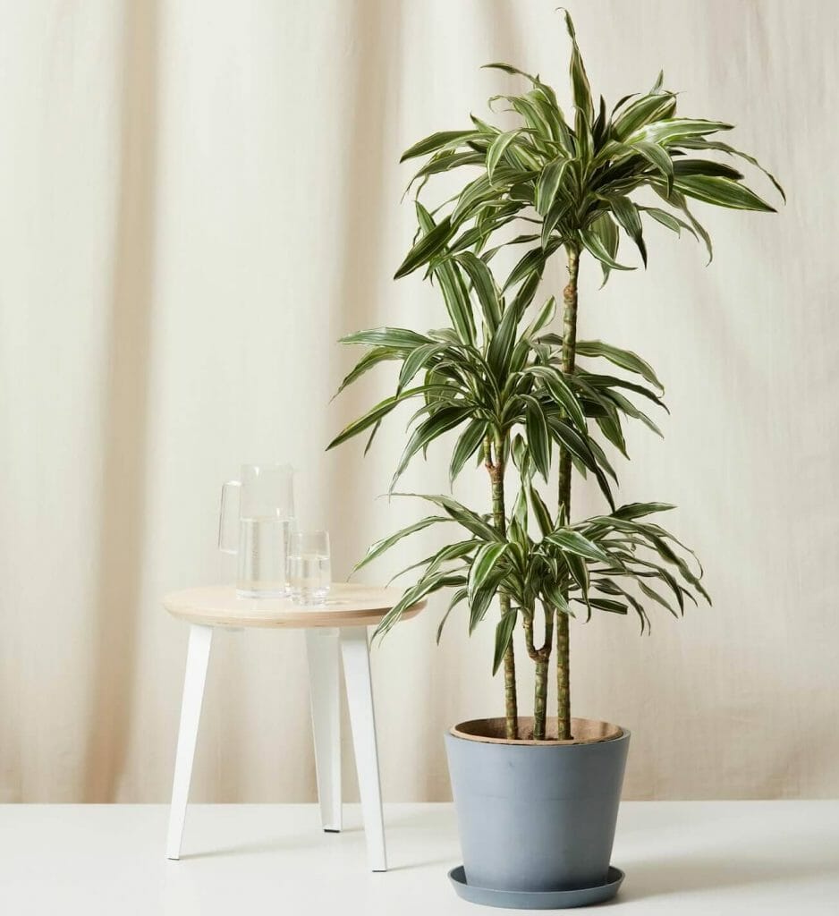 bloomscape dracaena warneckii à vendre