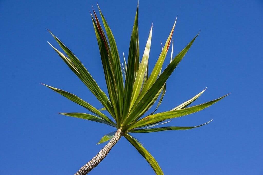 Signification et symbolisme de la plante de maïs