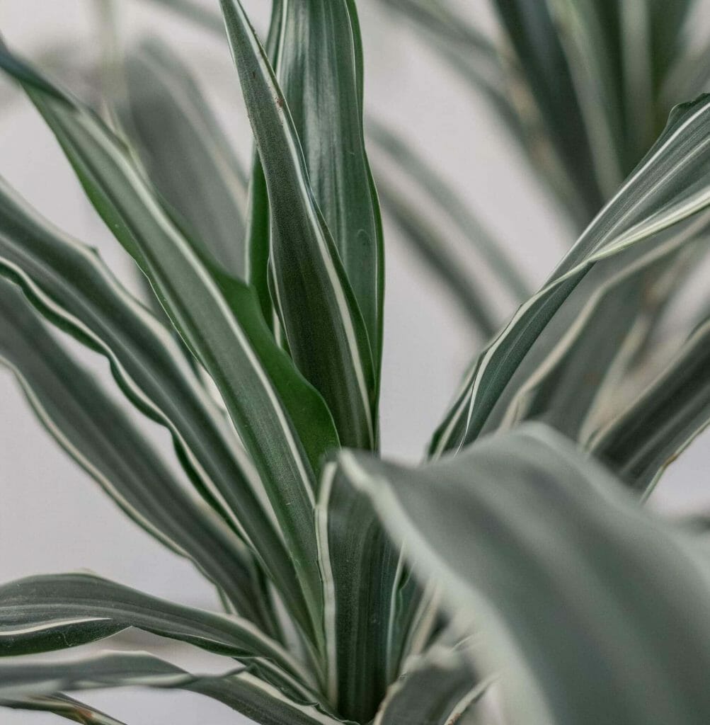 Tout sur les plantes de maïs