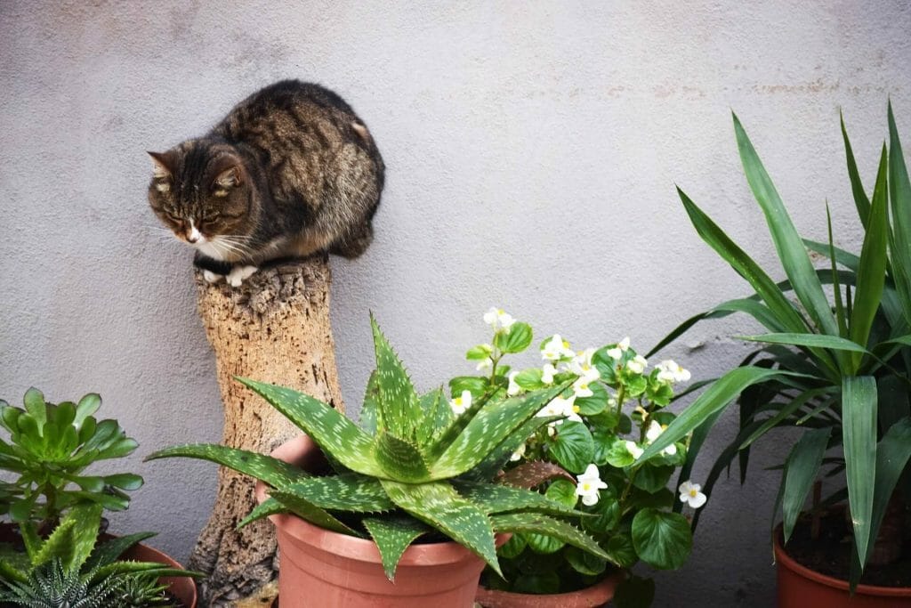 Toxicité des plantes de maïs pour les animaux domestiques