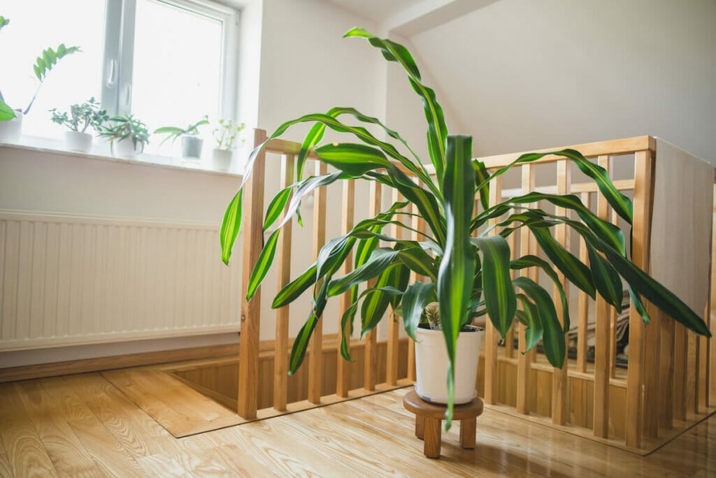 Un plant de maïs adulte en pot placé dans une pièce claire et lumineuse.