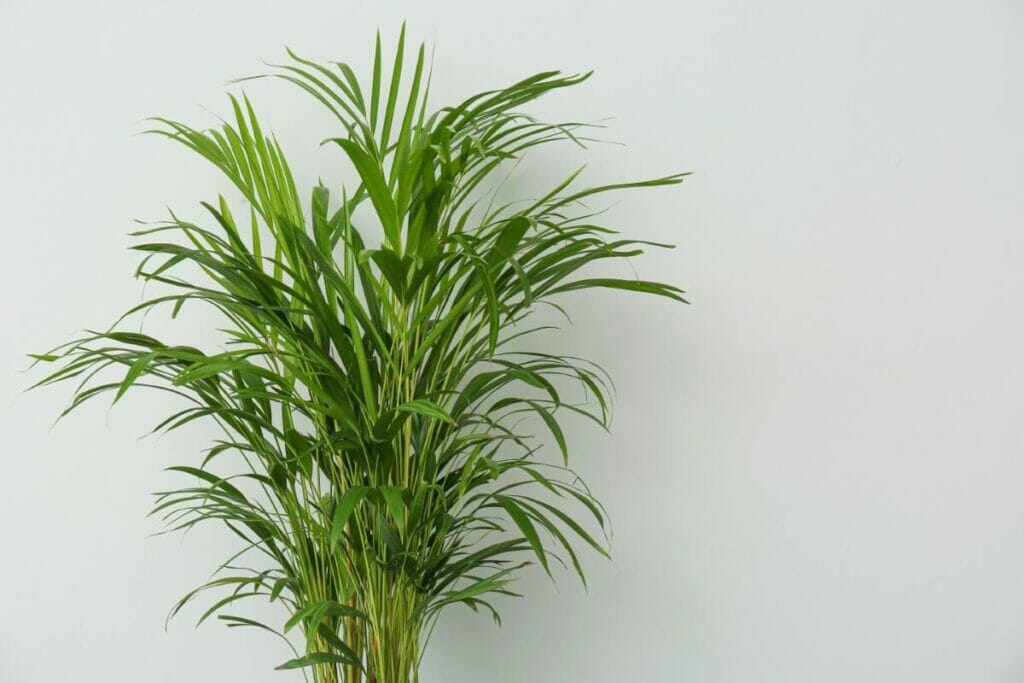 Comment arroser le palmier Areca