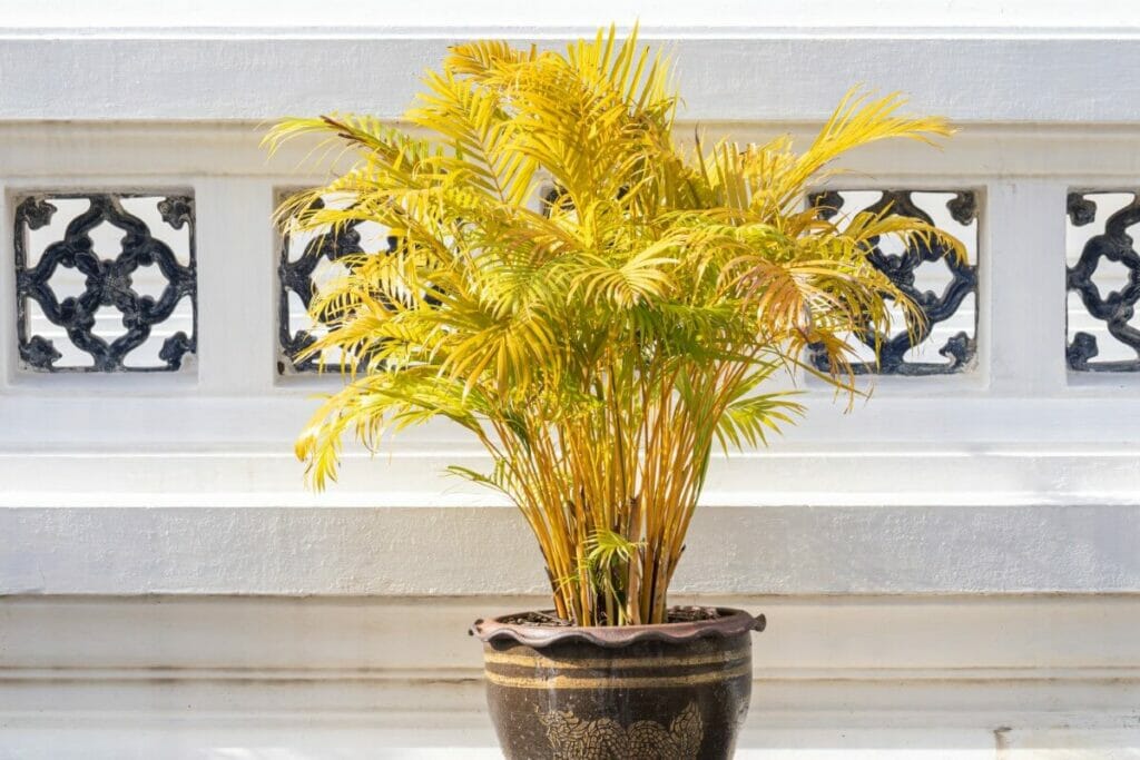 Signes d'infiltration d'eau dans le palmier Areca