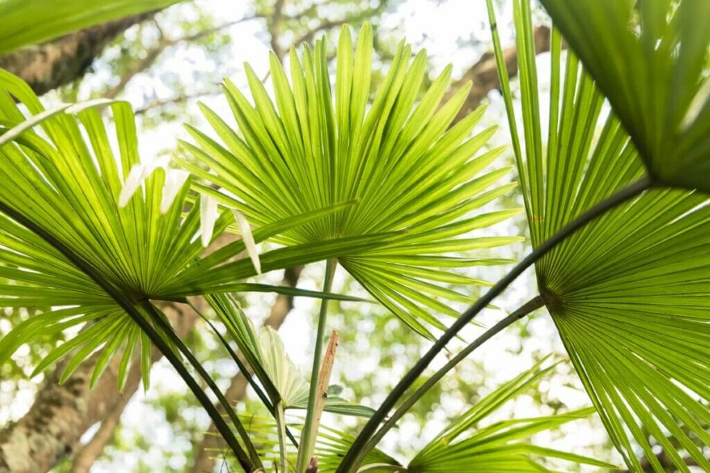 A propos du palmier de chine (Livistona chinensis)