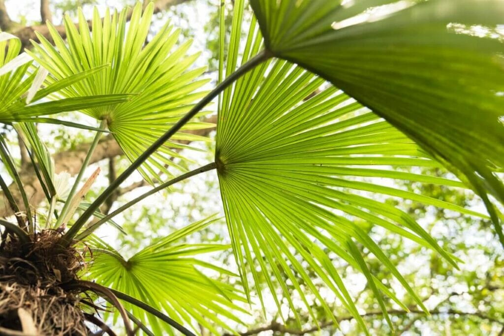 Propagation d'un palmier de chine