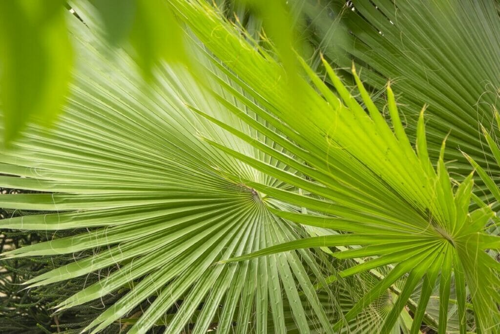 Comment prendre soin des palmiers chinois à la maison