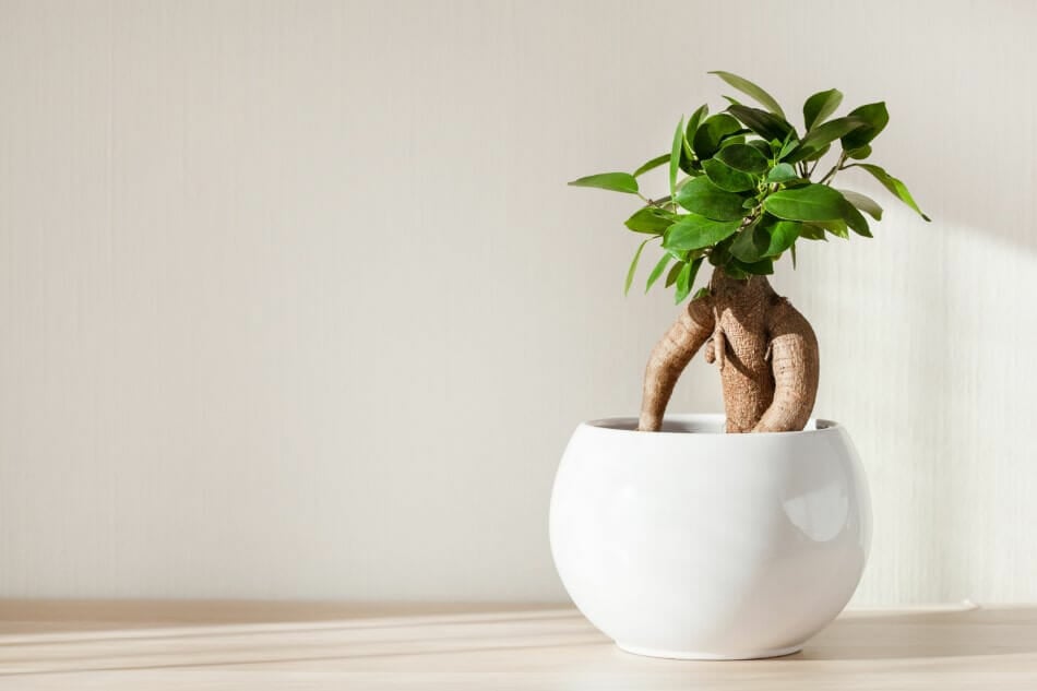 Plante de Ficus Ginseng