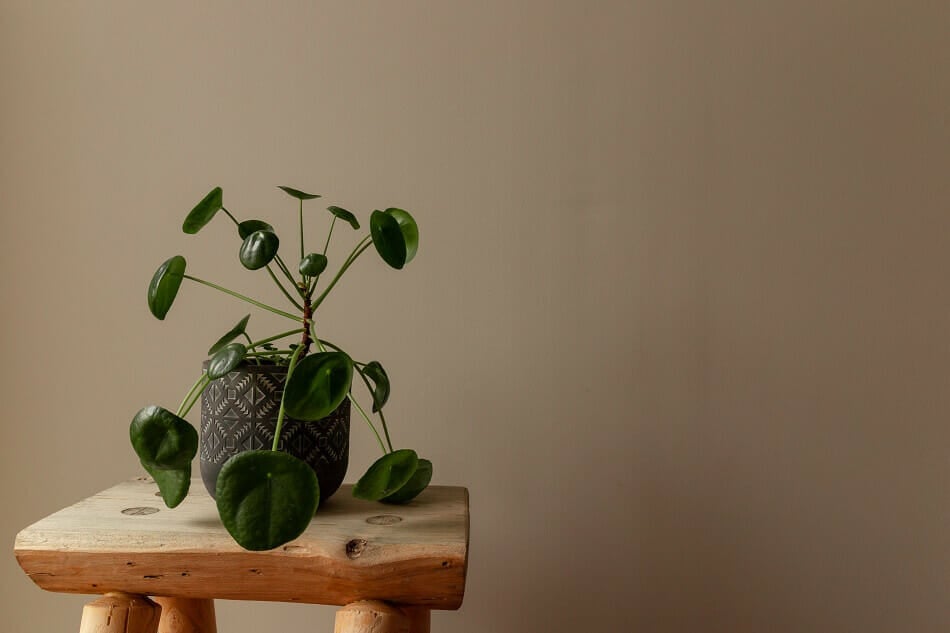 Pilea Peperomioides Signification &amp ; Symbolisme