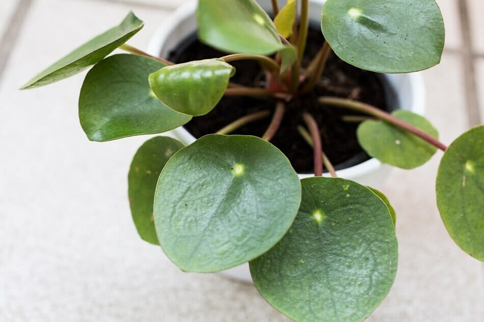 Pilea Peperomioides Caractéristiques botaniques