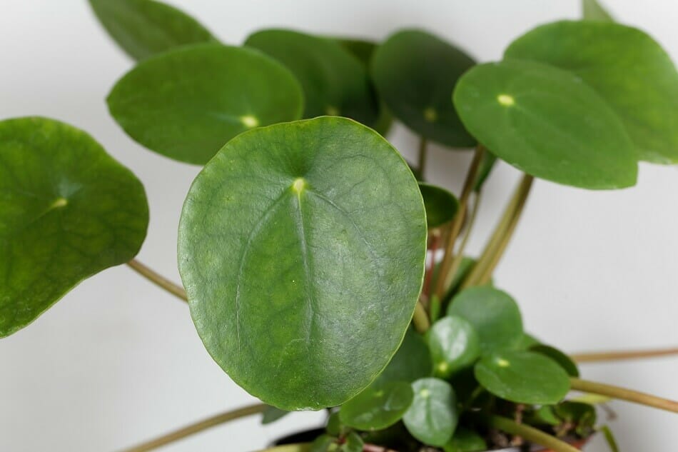 Pilea Peperomioides Problèmes & Comment les traiter