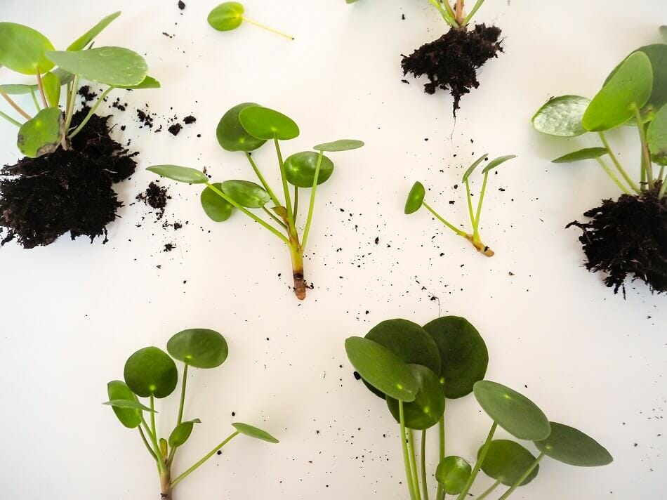 Quand et comment propager le Pilea Peperomioides
