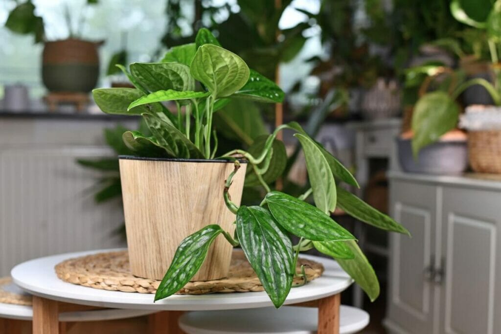 A propos de Monstera Peru (Monstera Karstenianum)