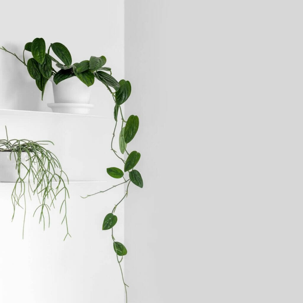 Ce qu'il faut faire avant de planter